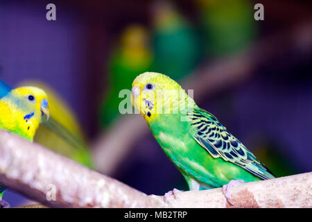 Close-up of a young beautiful yellow-green parrot ou Melopsittacus undulatus perché sur une branche en bois Banque D'Images