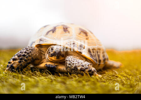 Close-up d'une tortue ou cannelle Testudines ramper le long d'un vert herbe artificielle dans une pièce Banque D'Images