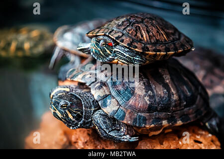 Close-up of a deux tortue noire ou rampant le long d'un Testudines herbe verte artificielle dans une pièce Banque D'Images