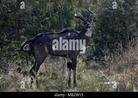 Montagne mâle Nyala (Tragelaphus buxtoni), l'Éthiopie, la forêt Dinsho Banque D'Images