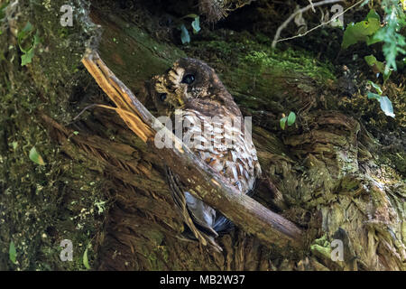 Bois d'Afrique (Owl Strix woodfordii), l'Éthiopie, la forêt Dinsho Banque D'Images