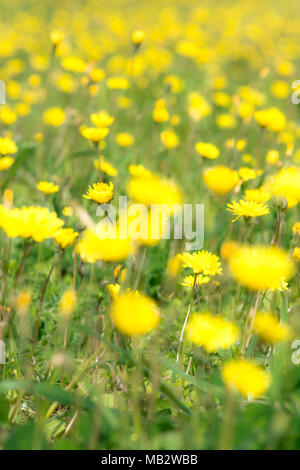 Domaine de fleurs jaunes : pissenlits en fleur, printemps concept Banque D'Images