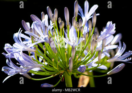 Agapanthus bleu fleur sur fond noir Banque D'Images