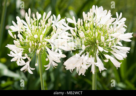 Agapanthus capitules blanc Banque D'Images