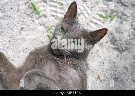 Green eye blue cat russe se trouve sur le sol et regardant la caméra. L'île de Koh Rong Samloem, Cambodge Banque D'Images