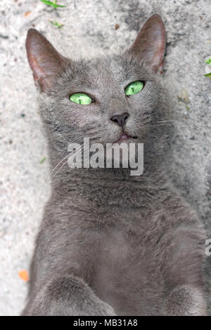 Green eye blue cat russe se trouve sur le sol et regardant la caméra. L'île de Koh Rong Samloem, Cambodge Banque D'Images