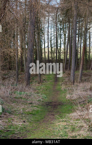 Sentier boisé serpentant à travers de grands arbres sans feuilles et de l'herbe sèche dans une forêt britannique au début du printemps ou à la fin de l'hiver, sous un ciel lumineux Banque D'Images