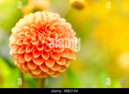 Dahlia fleurs dans le soleil avec focus sélectif et copiez l'espace. Printemps ou été l'arrière-plan. Banque D'Images