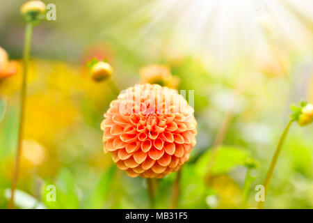 Dahlia fleurs dans le soleil avec focus sélectif et copiez l'espace. Printemps ou été l'arrière-plan. Banque D'Images