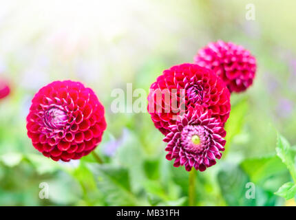 Dahlia fleurs dans le soleil avec focus sélectif et copiez l'espace. Printemps ou été l'arrière-plan. Banque D'Images