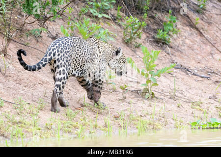 Jaguar (Panthera onca) marche sur les rives, vu de derrière, Pantanal, Mato Grosso, Brésil Banque D'Images