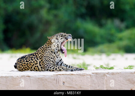 Jaguar (Panthera onca) couché et le bâillement sur une plage de sable, rivière au coucher du soleil, Pantanal, Mato Grosso, Brésil Banque D'Images