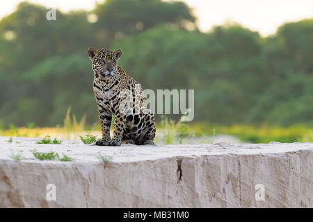 Jaguar (Panthera onca) assis sur une plage de sable, rivière au coucher du soleil, Pantanal, Mato Grosso, Brésil Banque D'Images