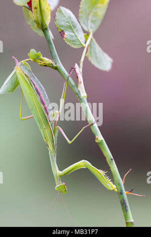 Mantis Mantis religiosa (européenne) est assis sur la branche de rose, Burgenland, Autriche Banque D'Images