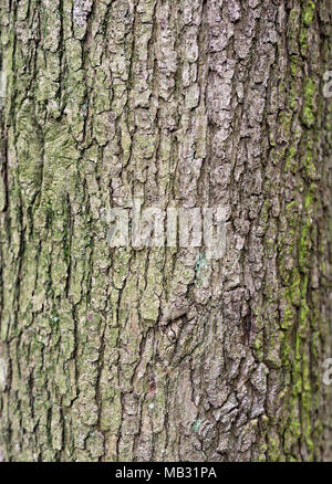 Arrière-plan de l'écorce ou libre tourné d'un tronc d'arbre. Oak tree, macro shot. Banque D'Images