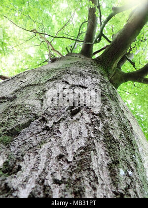 Arbre de chêne haut avec des feuilles vertes ou des sommets. Portrait d'un vieil arbre en été. Banque D'Images