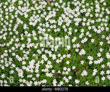 Bois des anémones (Anemone nemorosa), image de fond, la Haute-Bavière, Bavière, Allemagne Banque D'Images