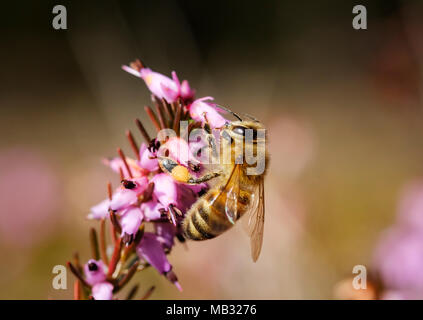 Abeille à miel (Apis mellifera) en fleurs de bruyère d'hiver (Erica carnea), Bavière, Allemagne Banque D'Images