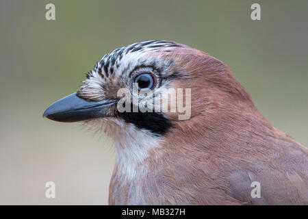 Eurasian jay (Garrulus glandarius), animal portrait, Tyrol, Autriche Banque D'Images