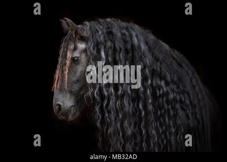 Friese (Equus), animal portrait vue latérale avec un fond noir, Allemagne Banque D'Images