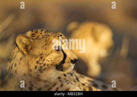 Le Guépard (Acinonyx jubatus), homme, derrière un deuxième homme, le repos, la lumière du soir, captive, Namibie Banque D'Images