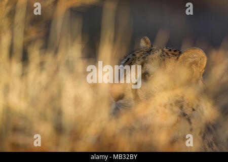 Le Guépard (Acinonyx jubatus), homme, se reposant dans l'herbe haute, captive, Namibie Banque D'Images