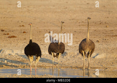 Les autruches (Struthio camelus), homme de gauche avec deux femelles, à un étang, Etosha National Park, Namibie Banque D'Images