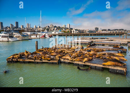 Colonie de lions de mer de soleil. Pier 39. Quartier Fisherman's Wharf. San Francisco. La Californie, USA Banque D'Images