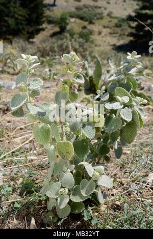 Ballote grecque / faux dittany (Ballota pseudodictamnus) floraison sur flanc de la garrigue, Arcadie, Péloponnèse, Grèce, juillet. Banque D'Images