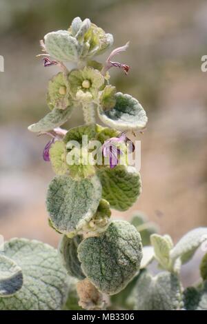 Ballote grecque / faux dittany (Ballota pseudodictamnus) floraison sur flanc de la garrigue, Arcadie, Péloponnèse, Grèce, juillet. Banque D'Images