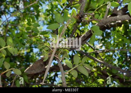 Phasme (Bacillus atticus atticus), une espèce côtière du sud de l'Italie et la Grèce, dans un arbre qui pousse sur une plage, près de l'Astros, Arcadia, Grèce. Banque D'Images