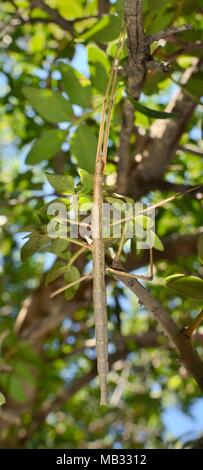 Phasme (Bacillus atticus atticus), une espèce côtière du sud de l'Italie et la Grèce, dans un arbre qui pousse sur une plage, près de l'Astros, Arcadia, Grèce. Banque D'Images