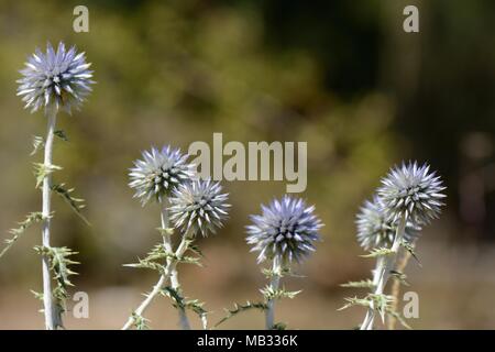 Tortue à globe thistle (Echinops spinosissimus) dans les montagnes de calcaire, près de Kosmas, Arcadie, Péloponnèse, Grèce, en août. Banque D'Images