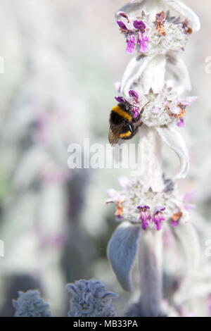 L'abeille recueille le nectar d'une fleur Banque D'Images