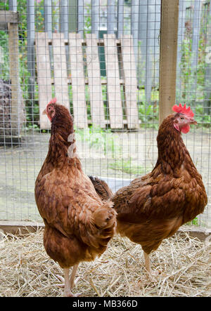 GLASGOW, ÉCOSSE - 23 août 2013 : deux poules ISA Brown debout à côté de l'autre. Banque D'Images
