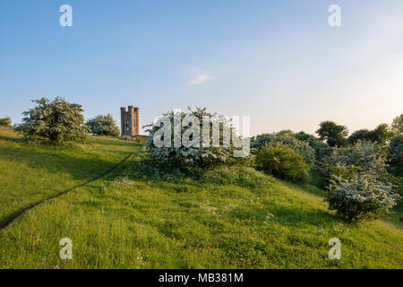 Broadway Tower et l'aubépine / mayblossom au printemps le long du chemin de Cotswold. Broadway, Cotswolds, Worcestershire, Angleterre. Banque D'Images