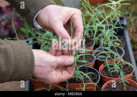 Lathyrus sativus var. "Azureus". Chauffeur particulier à pincer les plants de pois à côté fort encourage-ramifiée. Banque D'Images