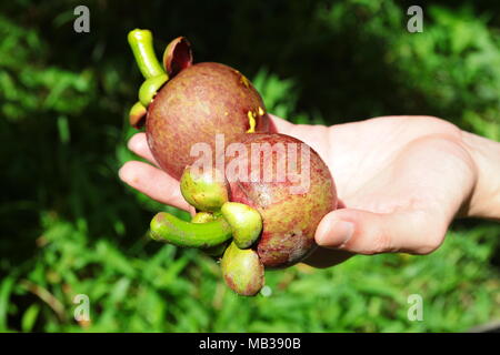 Purple mangoustan. Le mangoustan est un fruit tropical commun dans les domaines de la forêt tropicale de Malaisie. Il a également appelé la reine des fruits. Banque D'Images