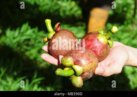 Purple mangoustan. Le mangoustan est un fruit tropical commun dans les domaines de la forêt tropicale de Malaisie. Il a également appelé la reine des fruits. Banque D'Images