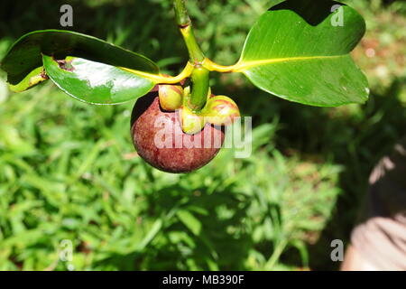 Violet Vert sur le mangoustan arbre. Le mangoustan est un fruit tropical commun dans les domaines de la forêt tropicale de Malaisie. Il a également appelé la reine des fruits. Banque D'Images