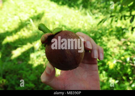 Purple mangoustan. Le mangoustan est un fruit tropical commun dans les domaines de la forêt tropicale de Malaisie. Il a également appelé la reine des fruits. Banque D'Images