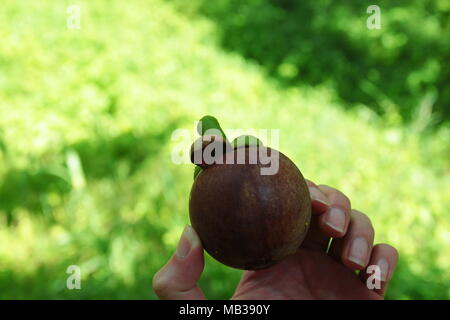 Purple mangoustan. Le mangoustan est un fruit tropical commun dans les domaines de la forêt tropicale de Malaisie. Il a également appelé la reine des fruits. Banque D'Images