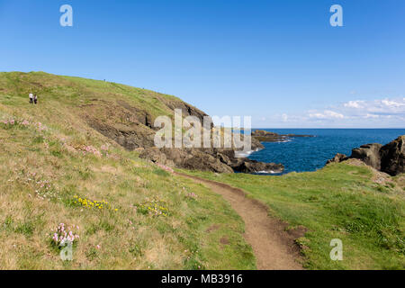 Deux personnes marchant sur le sentier côtier de Fife à Kincraig Point au début de l'été. Elie et de Earlsferry, East Neuk de Fife, Fife, Scotland, UK, Grande-Bretagne Banque D'Images