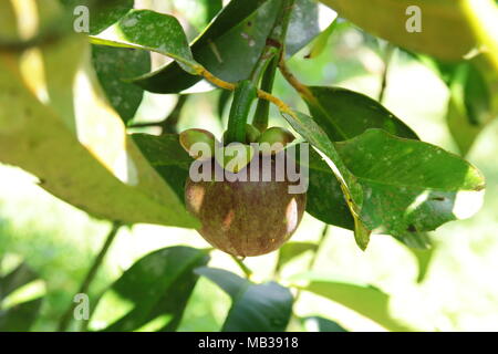 Violet Vert sur le mangoustan arbre. Le mangoustan est un fruit tropical commun dans les domaines de la forêt tropicale de Malaisie. Il a également appelé la reine des fruits. Banque D'Images