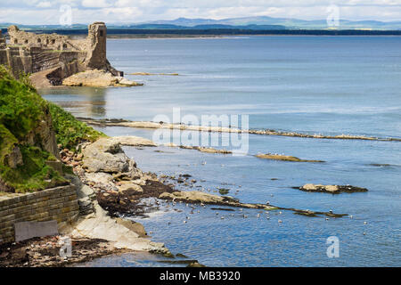 L'Eider à duvet (Somateria mollissima) les canards et les canards sur les rochers et la natation dans les ruines du château sur la mer près de la côte est écossaise Fife St Andrews Scotland UK Banque D'Images