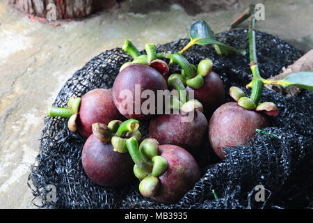 Purple mangoustan. Le mangoustan est un fruit tropical commun dans les domaines de la forêt tropicale de Malaisie. Il a également appelé la reine des fruits. Banque D'Images