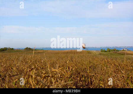 Le faisan s'envoler Banque D'Images