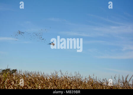 Le vol des oiseaux morts Banque D'Images