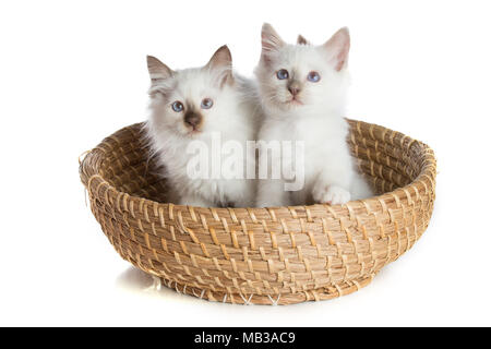 Deux chatons Sacré de Birmanie, chat sur fond blanc Banque D'Images