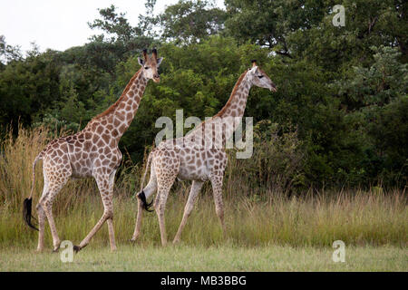 Paire de girafes vu au cours d'une partie de route de Pamuzinda Safari Lodge, près de Harare, Zimbabwe. Le bateau Safari Lodge est situé dans un parc de jeu par le Seruwi R Banque D'Images